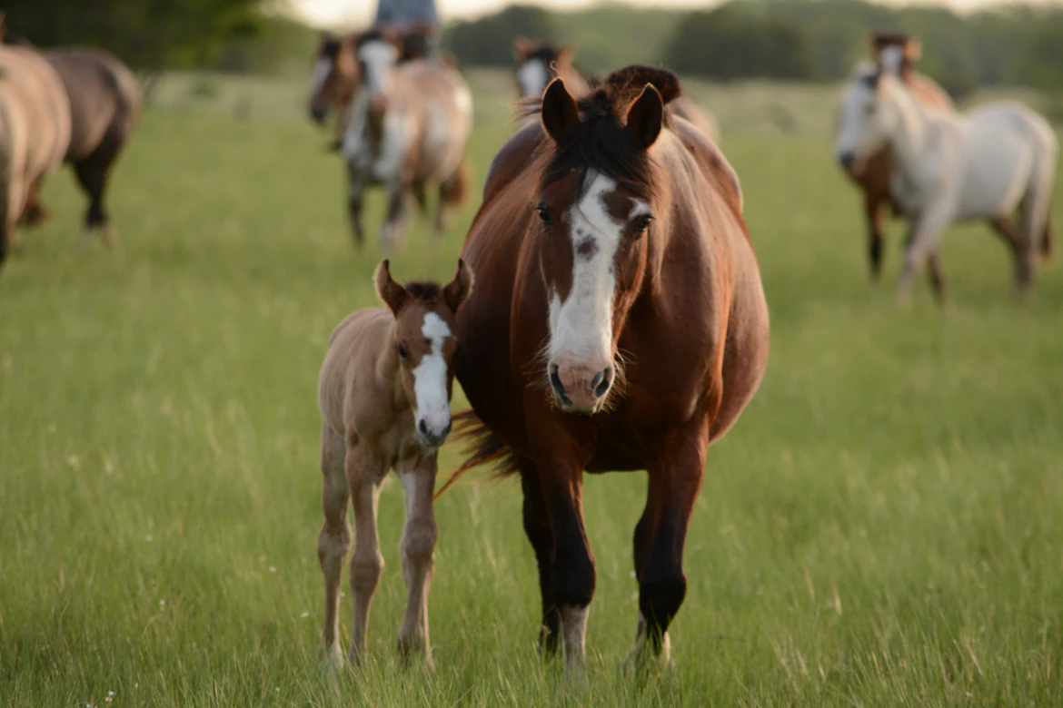 Horse Farm