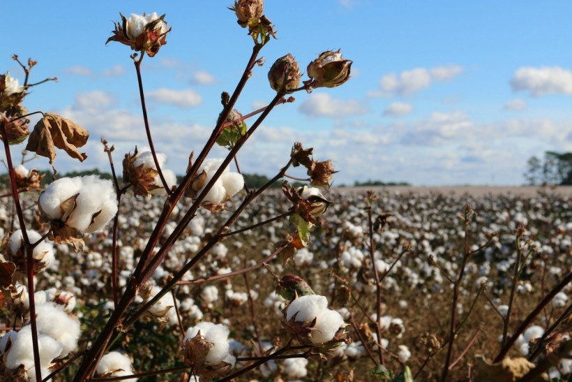 Researchers Discover Fascinating Findings About Cotton’s Drought-Coping Mechanisms