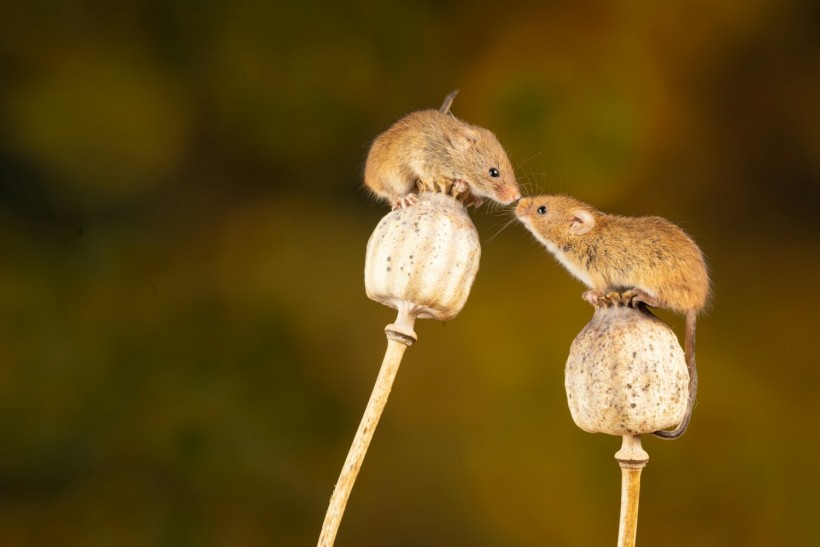 Scientists Use Nanoparticles to Control Mouse Behavior in Groundbreaking Study