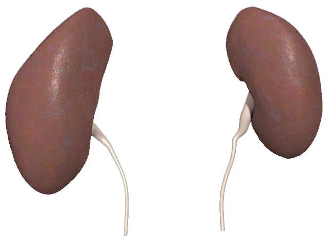 Image Of Kidneys