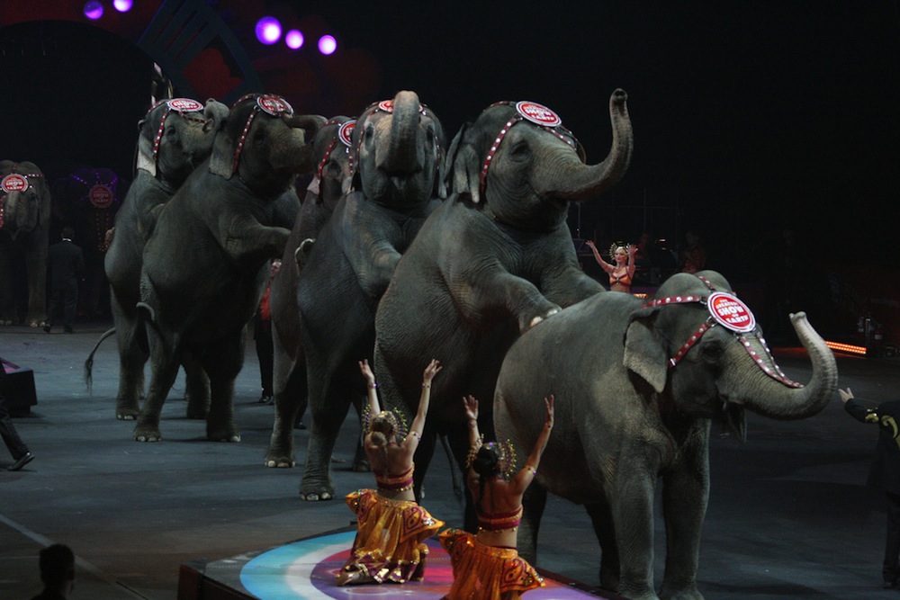 Ringling Bros. Will Eliminate Elephant Acts By 2018
