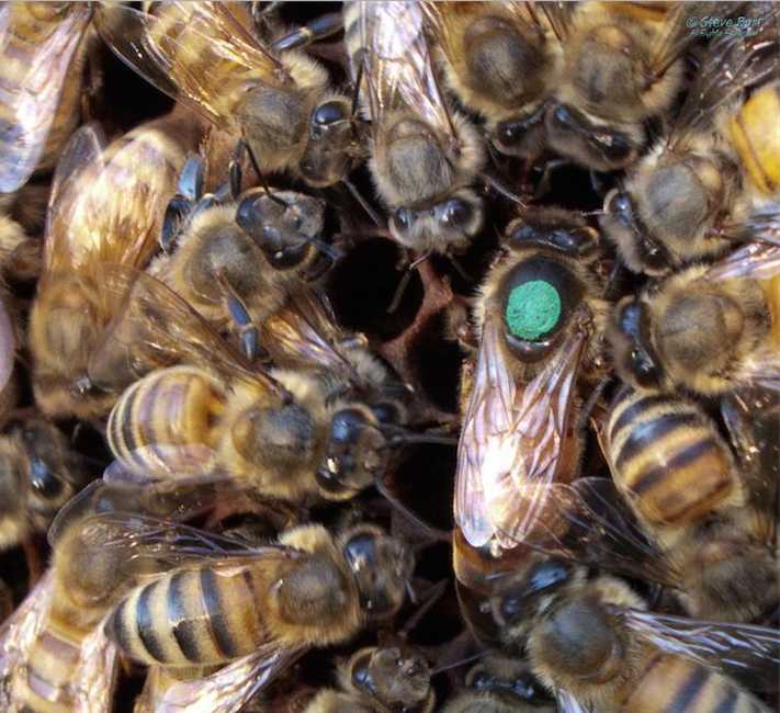 queen bee lifespan