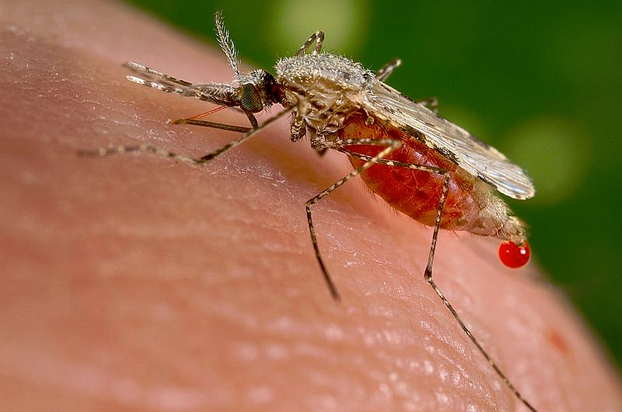 Anopheles stephensi malaria