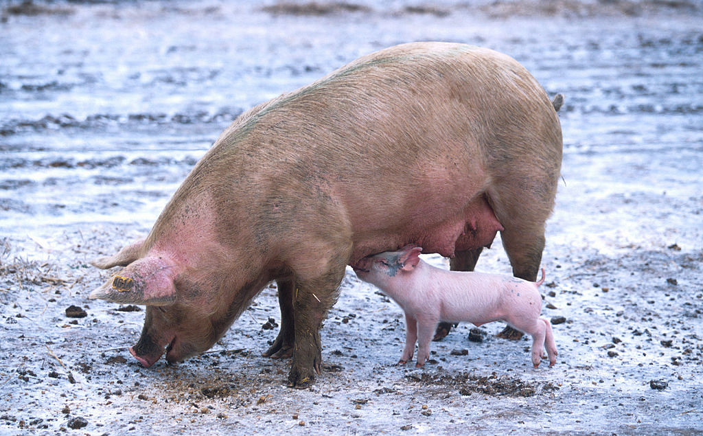 Mother Pig and Baby Pig
