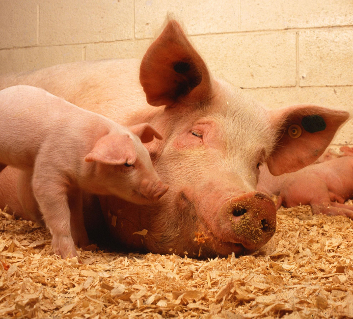 Deadly pig virus headed this way again