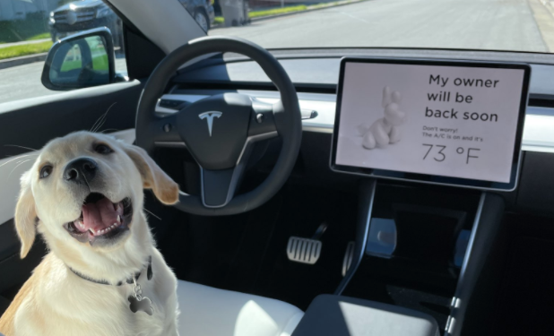 Tesla Dog Mode Celebrates 2nd Anniversary—Is it Human-Friendly Too ...