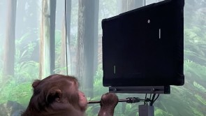 九岁的猕猴用大脑玩乒乓球