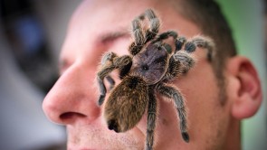 Online Spider Mystery Box Sale Now a Thing on the Internet; Some Species May Be Unknown