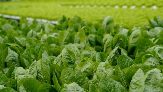 AI是帮助这个日本农场公司植物健康的菠菜,如何?