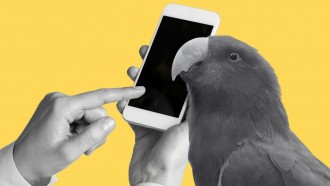 研究表明，宠物鹦鹉的社会行为在与其他鹦鹉的视频通话中茁壮成长