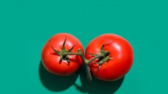植物专家揭秘具有蓝莓一样健康益处的紫色番茄