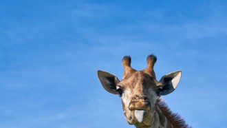 尽管大脑小长颈鹿可以使用统计推断,新的研究发现