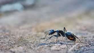科学家发现在蚂蚁叮咬与蛇神经毒素,蝎子毒液