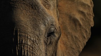 考古学家推出寻求找到传说中的19世纪的大象的墓地