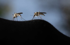 Australian Researchers Discover Mosquitoes Carrying Flesh-Eating Bacteria 