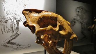 南非两个未知的剑齿虎猫科动物中发现的化石