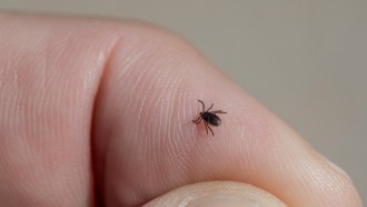 This Chewable Tablet Can Protect Humans From Lyme Disease Brought by Ticks