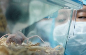 White Rats Used For Gene Therapy Research At The State Key Laboratory of Biotherapy