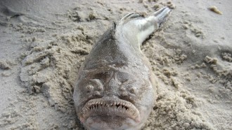 Viral Video Captures 'Ugliest Fish' Lurking on Singapore Beach, Terrifying People Online