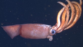 Underwater Robots Find Unusual Deep-Sea Squid Tending to Enormous Eggs
