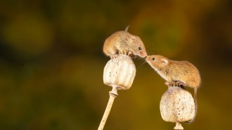 Scientists Use Nanoparticles to Control Mouse Behavior in Groundbreaking Study